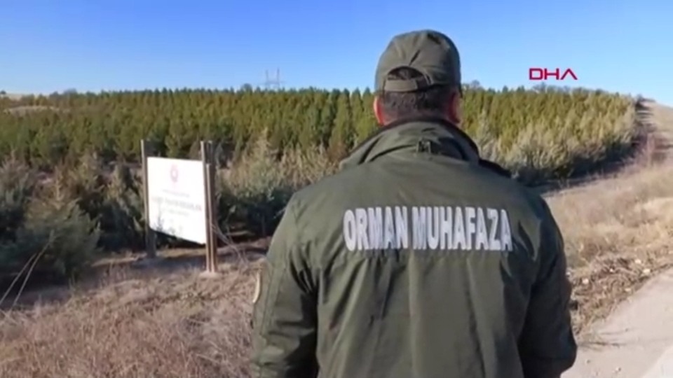 Ormanda "yılbaşı ağacı" nöbeti