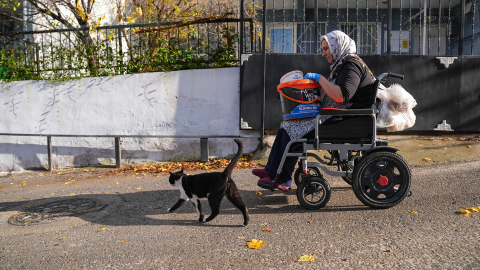 Tekerlekli sandalyeyle sahipsiz hayvanları besliyor