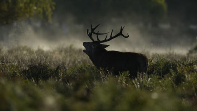 "Geyikli Gece"ler bitince!