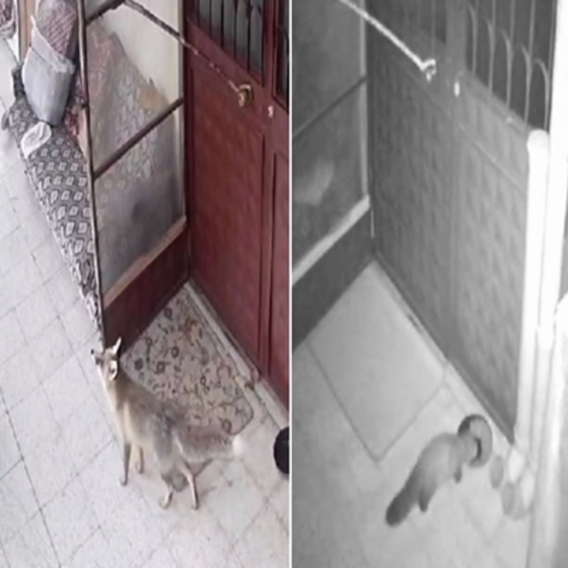 Kediler için bırakılan mamaya ortak oldular