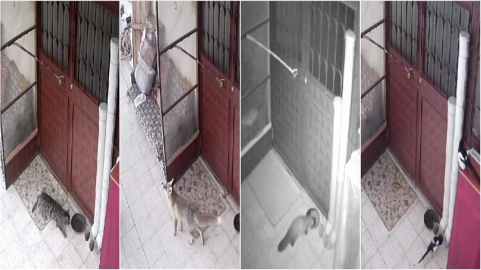 Kediler için bırakılan mamaya ortak oldular