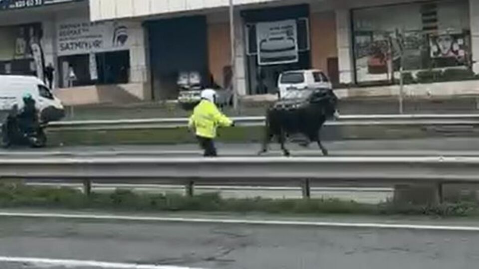 Büyükçekmece'de dana paniği