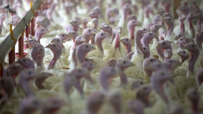 Hindiler yılbaşı için satışa hazır