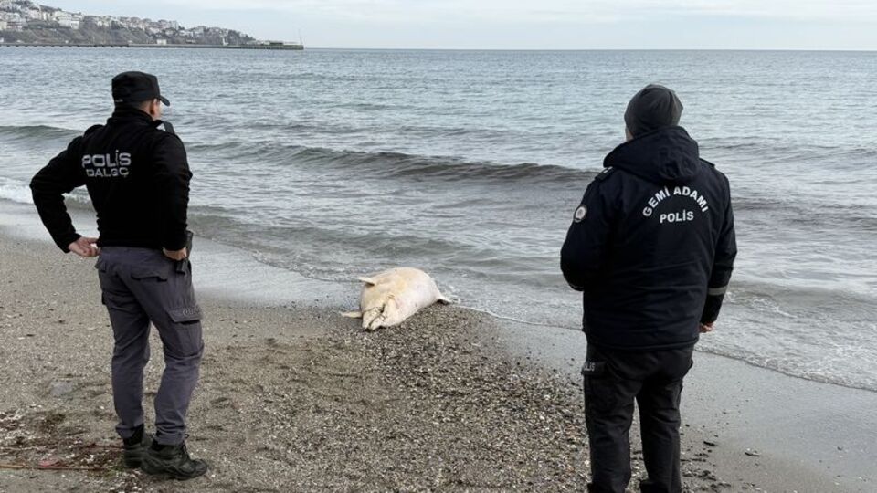Tekirdağ'da ölü yunus bulundu