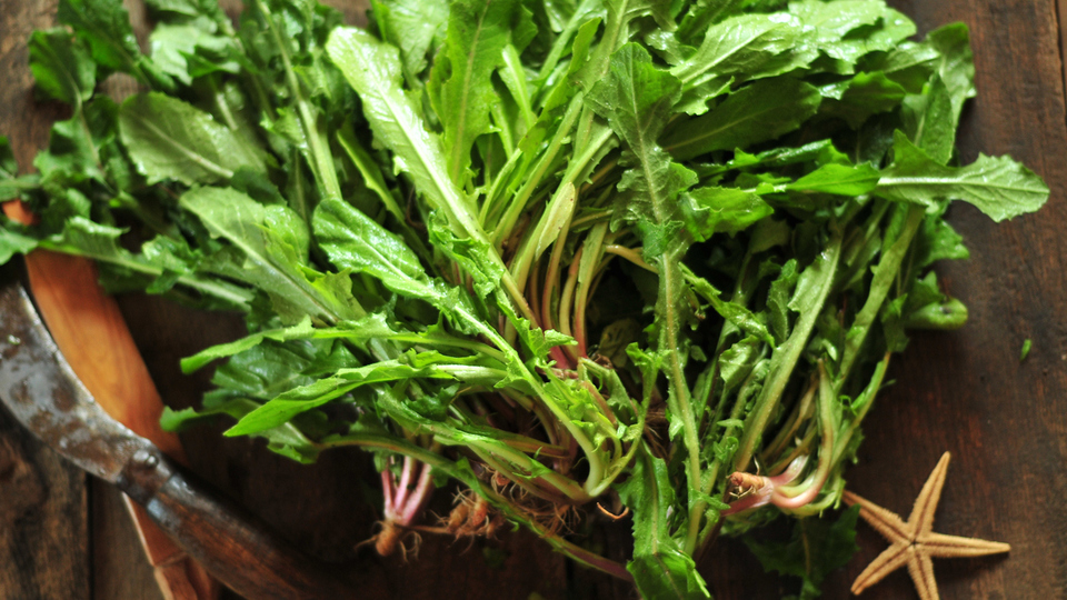 Karahindiba nasıl yenir?