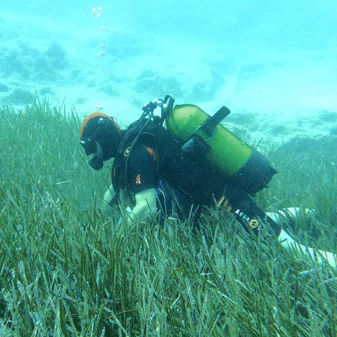 Mavi Nefes projesiyle Saros ve Göcek’te deniz çayırları korunuyor