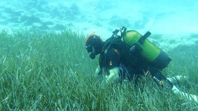 Mavi Nefes projesiyle Saros ve Göcek'te deniz çayırları korunuyor