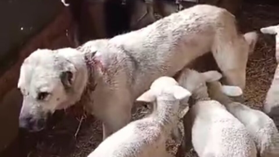 Yavrusuyla birlikte 6 kuzuyu da besliyor