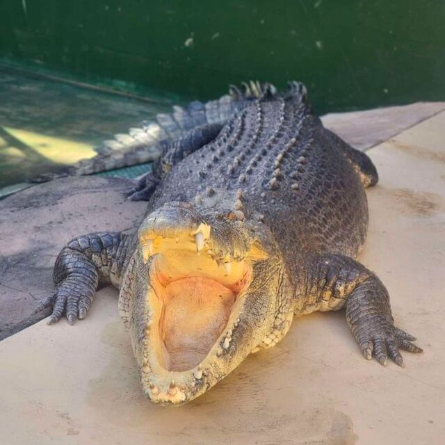 Crocodile Dundee'nin meşhur timsahı hayatını kaybetti