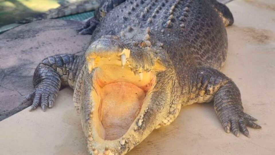 Crocodile Dundee'nin meşhur timsahı hayatını kaybetti