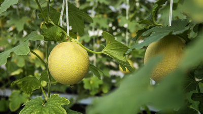 Ağaç kavunu nasıl yenir, tüketilir?