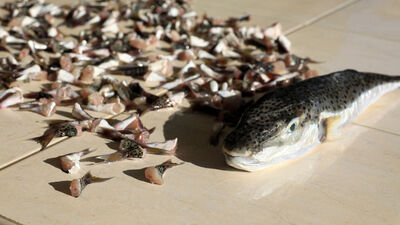 "Balon balığı avcıları" 748 bin TL kazandı