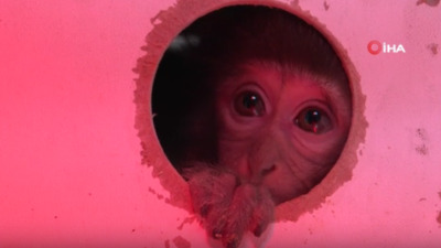 Kedi sandılar maymun çıktı!