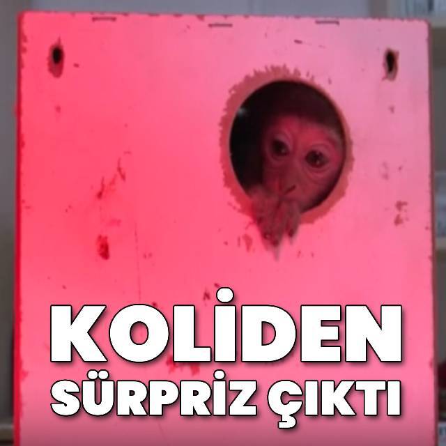 Kedi sandılar maymun çıktı!
