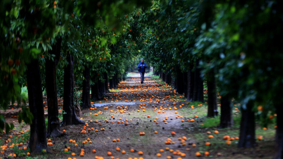 'Turunç yolu' fotoğrafçıların uğrak adresi oldu