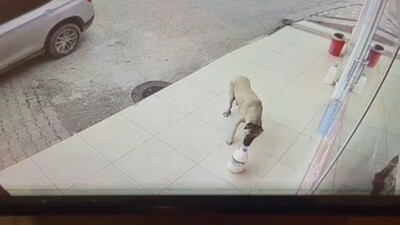 Kayıp süt bidonlarının duygulandıran gerçeği!