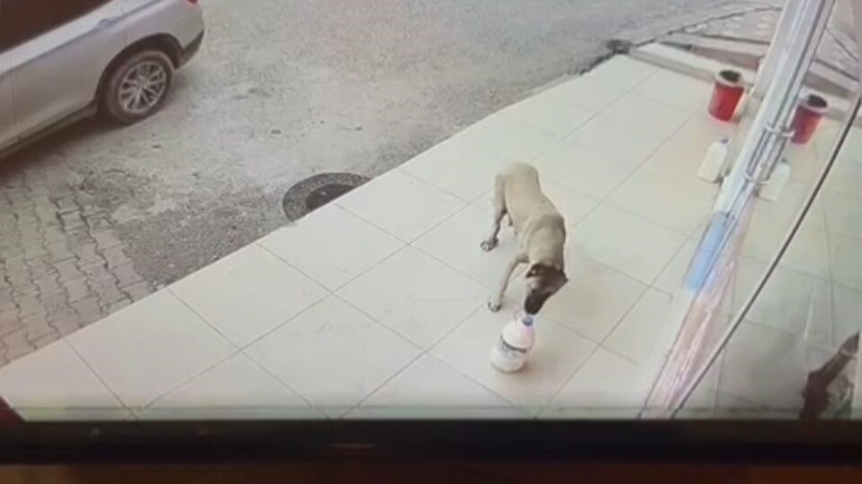 Kayıp süt bidonlarının duygulandıran gerçeği!