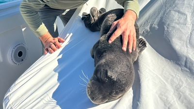 Sahilde bulunan fok yavrusunun annesine kavuşma yolculuğu
