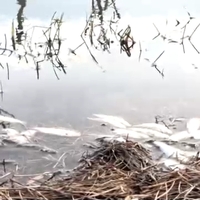 Eyüpsultan'da gölde balık ölümleri