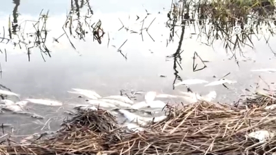 Eyüpsultan'da gölde balık ölümleri