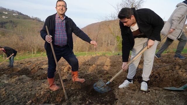 Kestane ağaçlarının çürümesini engelleyecek çalışma