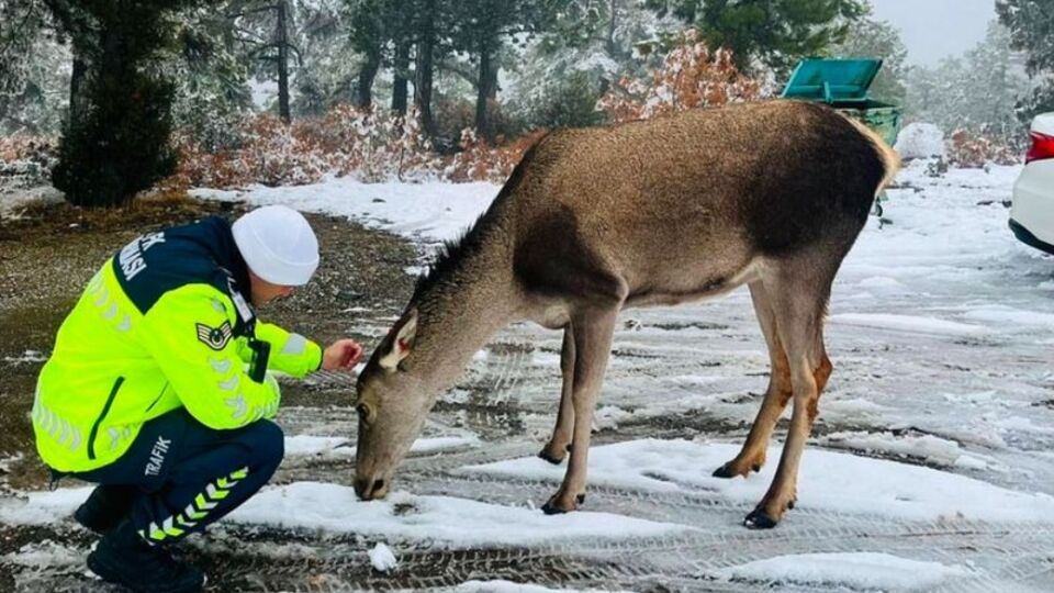 Salda Gölü çevresine kızıl geyikler görüntülendi