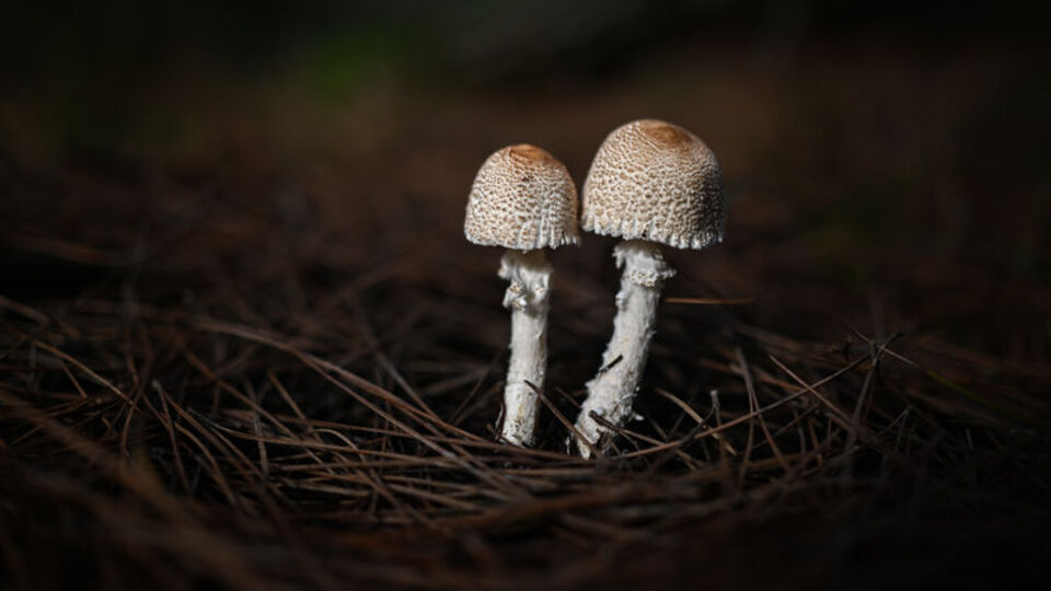 Mantar uyarısı: Çok riskli, riske girmeyin