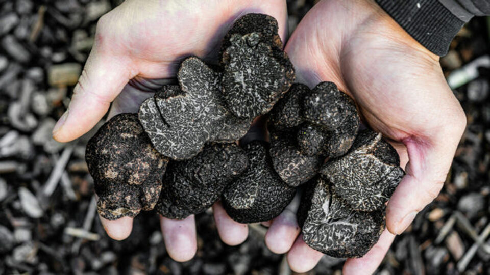 Trüf mantarı nasıl yenir?