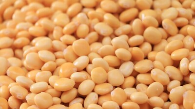 Termiye nasıl yenir, tüketilir?