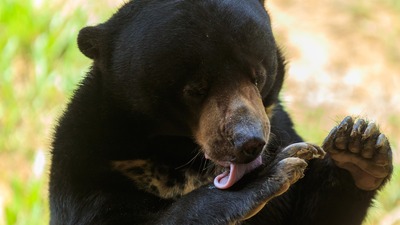 Gerçek mi, efsane mi? Ayılar bal sever mi?