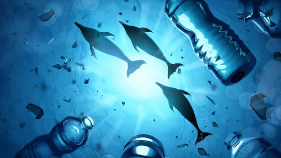 496 balık türünün yüzde 65'inde o var