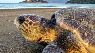 Caretta carettaların beslenmesine ceza