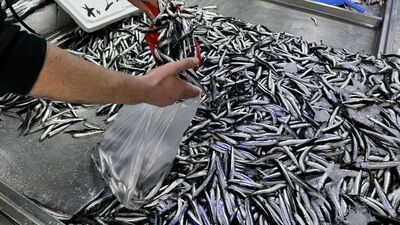 Hamsi için uluslararası işbirliği önerisi