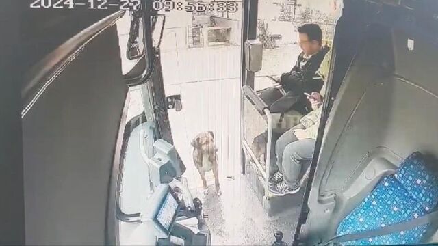 Yağmurda ıslanan köpek otobüse bindi