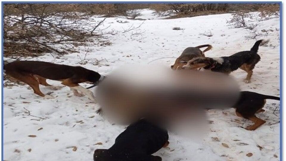 Köpeklerle domuza işkence! 11 kişiye ceza