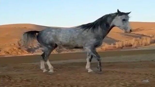 Cirit sporcusunun atıyla hayran bırakan dostluğu