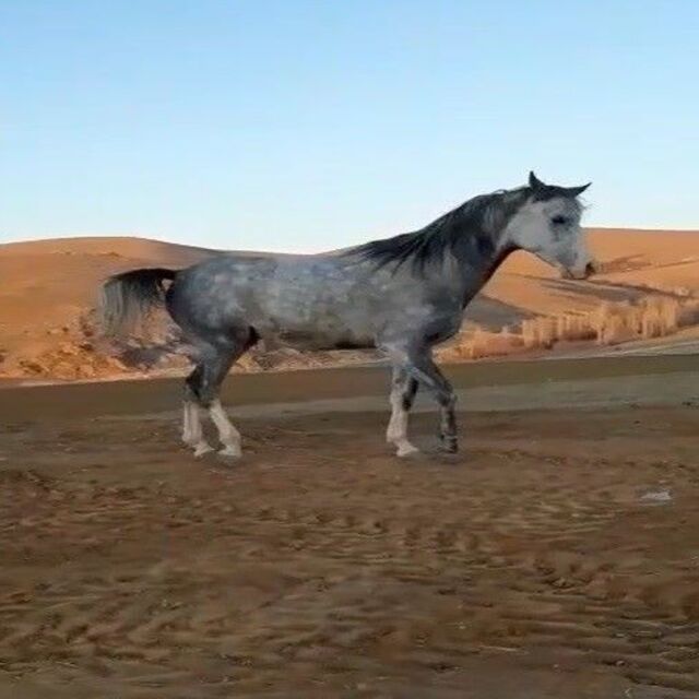 Cirit sporcusunun atıyla hayran bırakan dostluğu