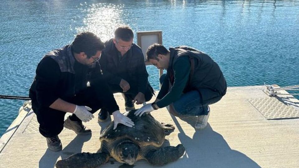 Yaralı caretta caretta tedaviye alındı