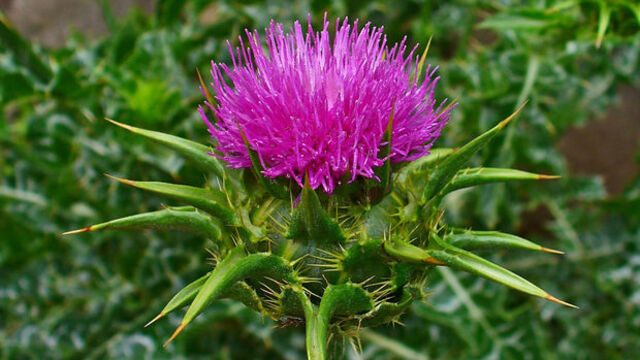 Deve dikeni nasıl yenir, tüketilir?