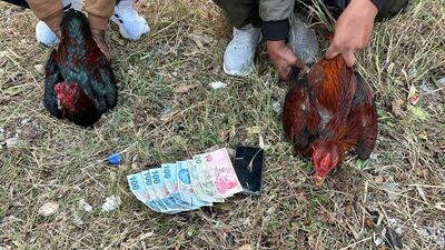 Hatay'da "Horoz dövüşü" baskını