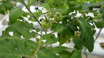 Iğdır'da topraksız tarım için harekete geçildi