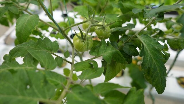 Iğdır'da topraksız tarım için harekete geçildi