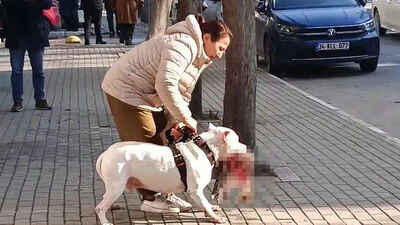 Pittbull kediyi öldürdü, sahibi gözaltında