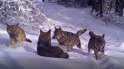 Uludağ'da kurt sürüsü fotokapana yakalandı