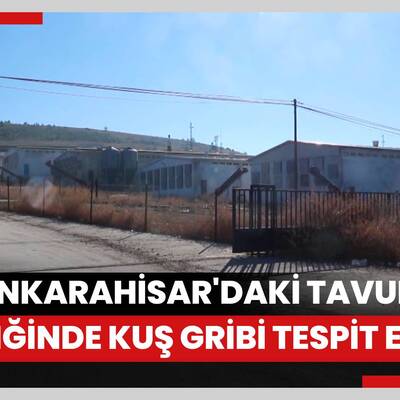 Afyonkarahisar'daki tavuk çiftliğinde kuş gribi tespit edildi