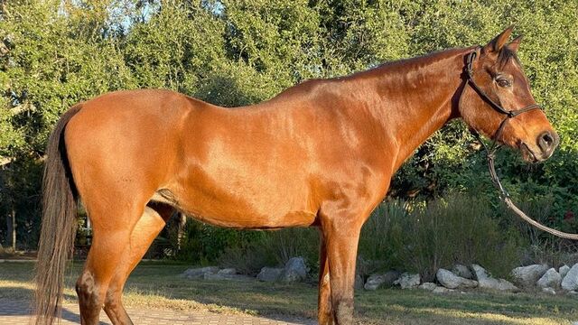 Dünyanın en yaşlı atından üzen haber