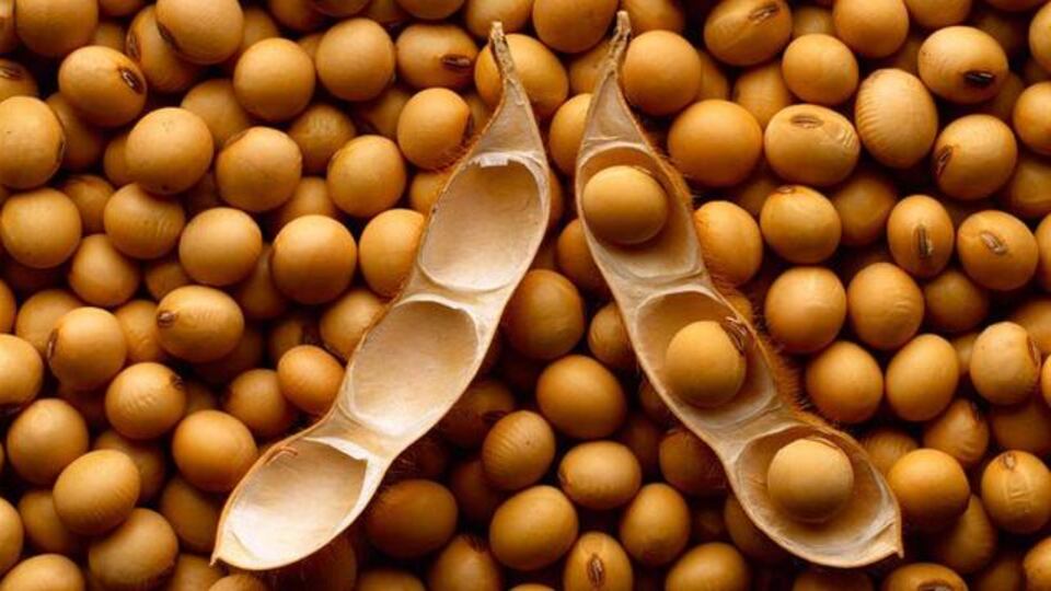 Soya fasülyesi nasıl yenir, tüketilir?