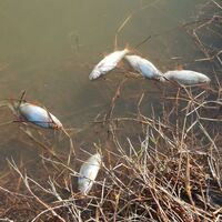 Eyüpsultan'da endişelendiren görüntü