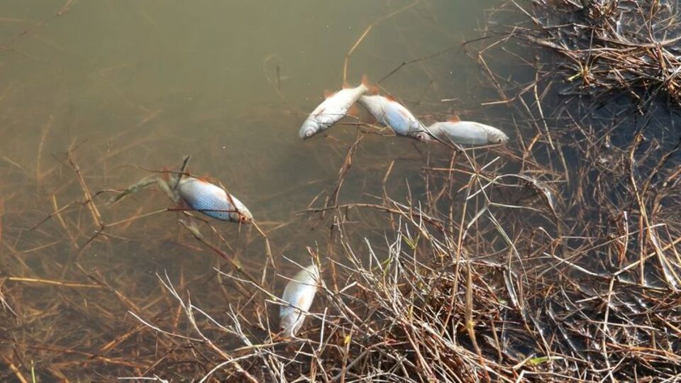 Eyüpsultan'da endişelendiren görüntü