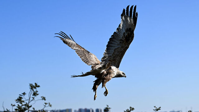 Kaçakçılardan kurtarıldı, özgürlüğe kanat açtı